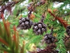 Seed Cones