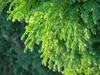 Cryptomeria japonica 'Magic Dragon'