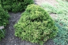 Cryptomeria japonica 'Elegans Nana'