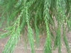 Leaf closeup