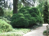 Cryptomeria japonica 'Elegans Nana'
