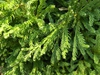 Cryptomeria japonica 'Magic Dragon'