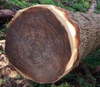Fallen tree