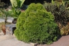 'Globosa Nana'