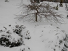 Cryptomeria japonica 'Magic Dragon'