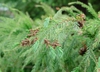 Pollen Cones