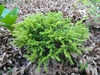 Cryptomeria japonica 'Globosa Nana'