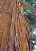Bark