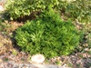 Cryptomeria japonica 'Magic Dragon'