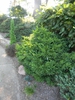 Cryptomeria japonica 'Magic Dragon'