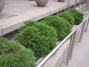 'Globosa Nana' Form
