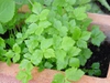 Cryptotaenia japonica