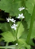 Cryptotaenia japonica