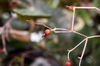 Fruits