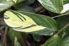 Leaf close up