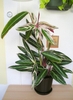 Plant with variegated leaves growing in a pot