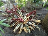 Form of 'Tricolor'