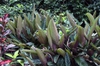 Form