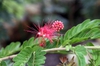 Flower and bud