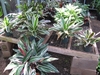 Several pots of the plants with variegated leaves