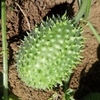 Fruit
