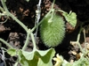 Green fruit and hairy stems and leaves