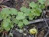 Leaves and fruit