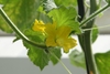 Vine with yellow, funnel-shaped flower.
