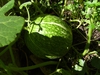 Fruit