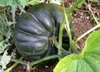 Acorn squash