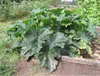 Mature plant