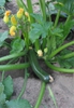 Zucchini Plant
