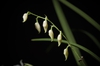 Cuitlauzina pulchella