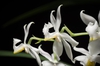 Cuitlauzina pulchella