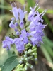 Close up of flower