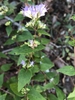 Flowers in leaf nodes