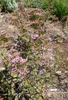 Form