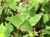 Leaves and stem