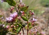 Side of flower and stem