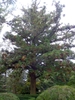 Cunninghamia lanceolata