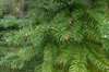 Cunninghamia lanceolata