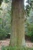 Cunninghamia lanceolata