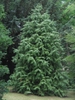 Form