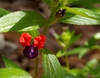 Cuphea llavea