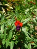 Cuphea llavea