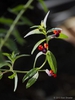 Cuphea llavea