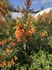 Flowers, late fall, Wake Co. NC