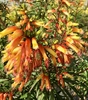 Flowers, late fall, Wake Co. NC