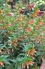 Form