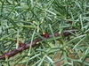 Cupressus arizonica